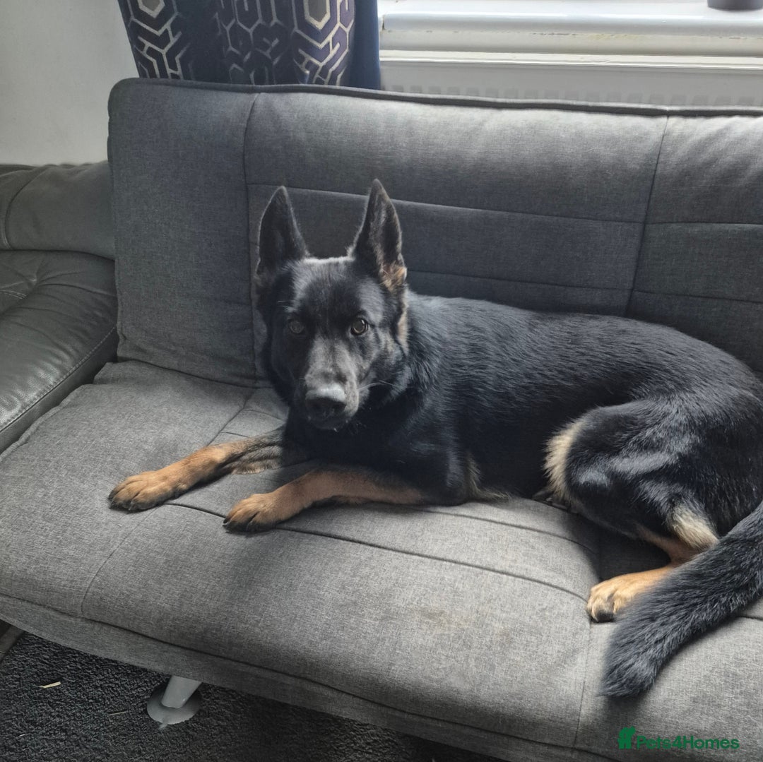 German Shepherd dogs for sale: Kc 5 generation pedigree German shepherd bitch - Image 1