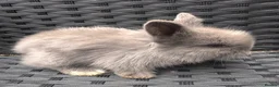 Lionhead rabbits for sale: 2 female lion head  baby bunnies for sale  in Whitchurch - Advert 7