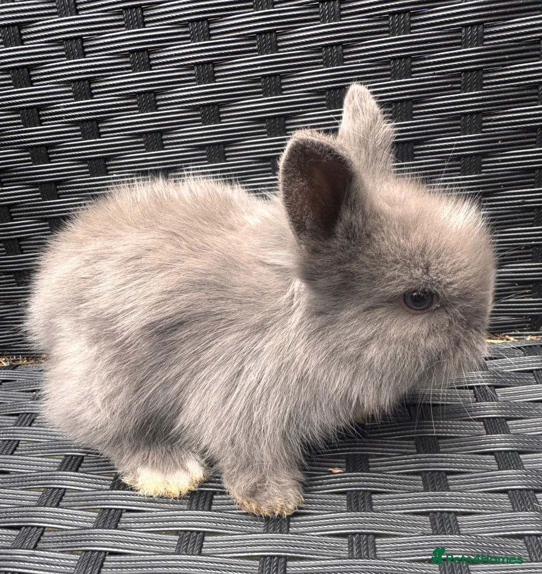 Lionhead rabbits for sale: 2 female lion head  baby bunnies for sale  in Whitchurch - Advert 7