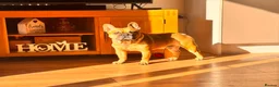 French Bulldog dogs for sale: Rocco in Wakefield - Advert 3
