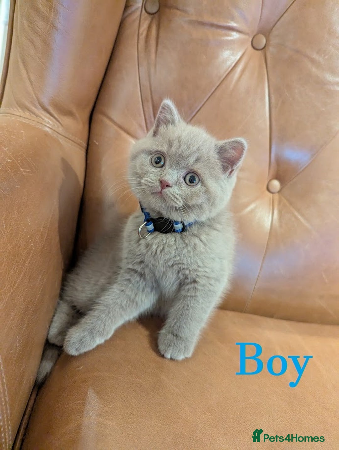 British Shorthair cats for sale: British Shorthair kittens - Advert 8