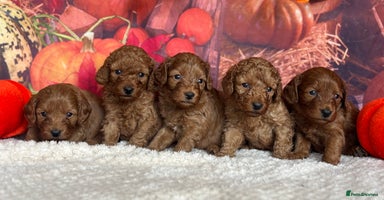 Cockapoo dogs - Advert 7