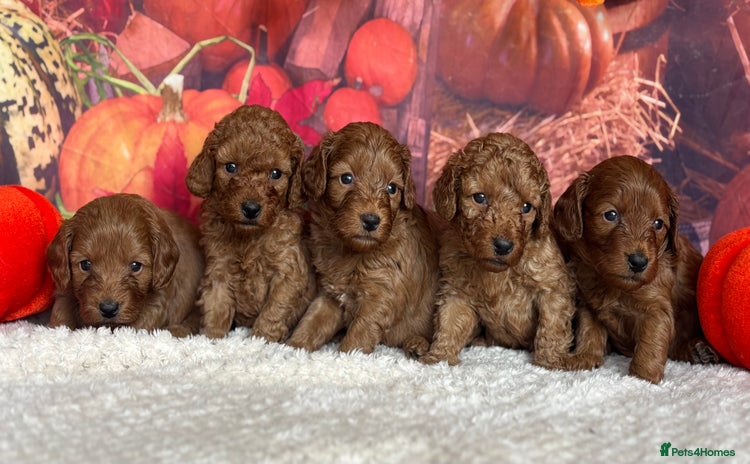 Cockapoo dogs - Advert 1