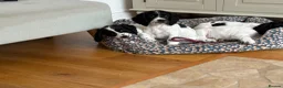 Cocker Spaniel dogs for sale: Working cocker spaniel puppies, Penylan, Cardiff  - Advert 8