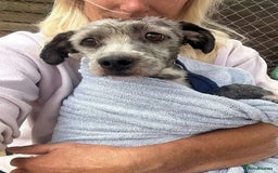 Mixed Breed dogs for adoption: Clint - Norwich Norfolk  - Image 12
