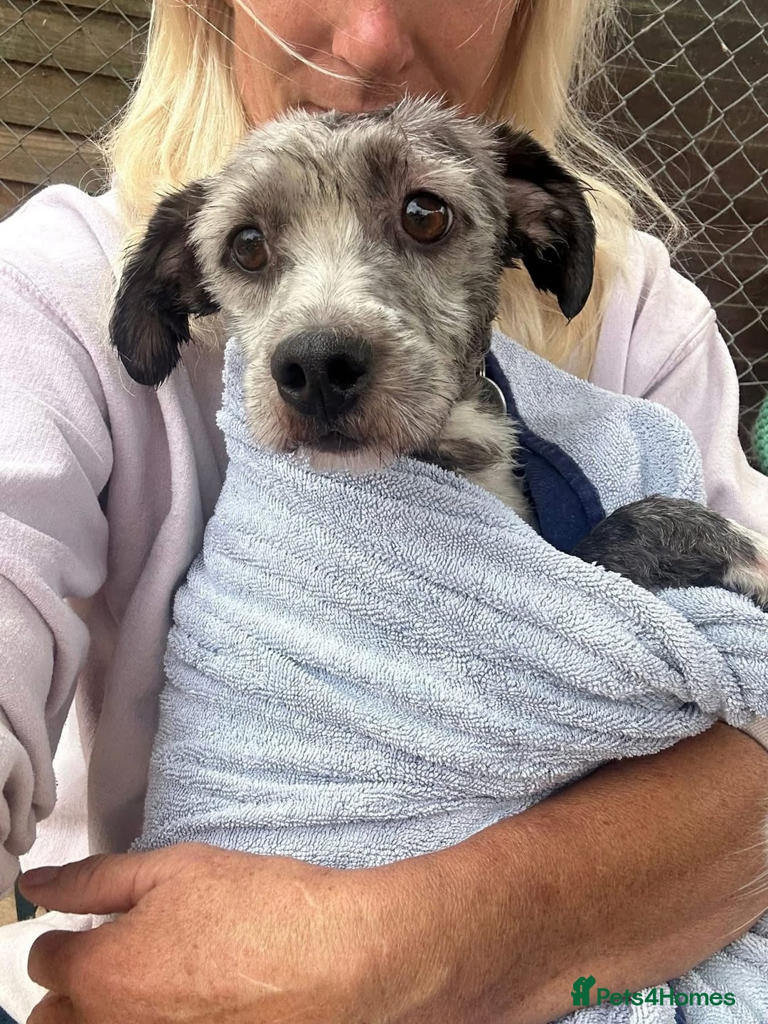 Mixed Breed dogs for adoption: Clint - Norwich Norfolk  - Image 12