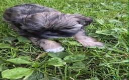 Shih Tzu dogs for sale: Shih Tzu - Image 17