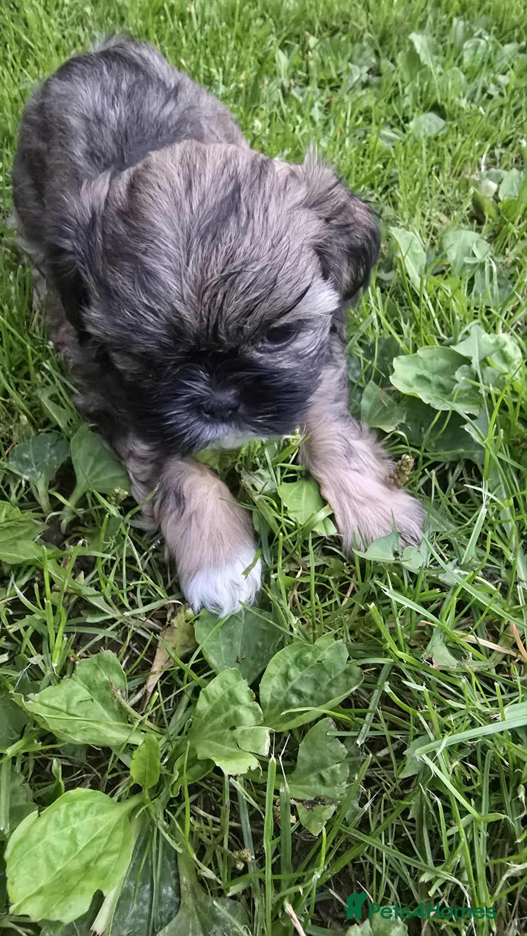 Shih Tzu dogs for sale: Shih Tzu - Image 17