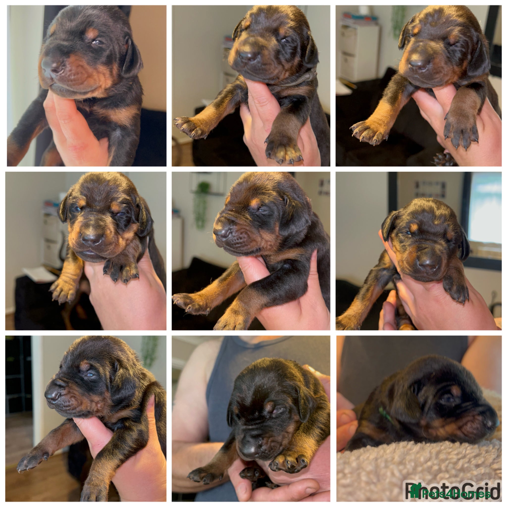 Dobermann dogs 5 Dobermann puppies LEFT  - Advert 4