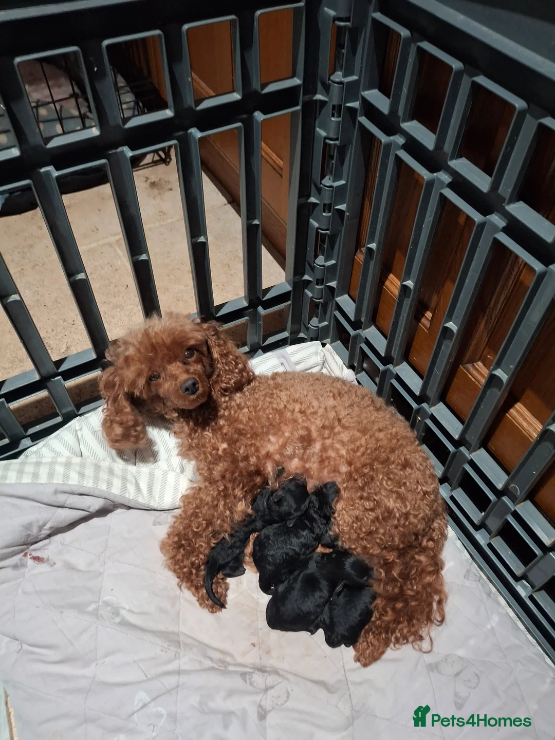 Toy Poodle dogs for sale: Stunning Phantom toy poodles  - Advert 2