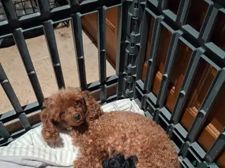 Toy Poodle dogs Stunning Phantom toy poodles - Advert 3