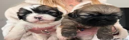 Mixed Breed dogs for sale: Lhasa Apso cross Shih Tzu puppies for sale  - Advert 1