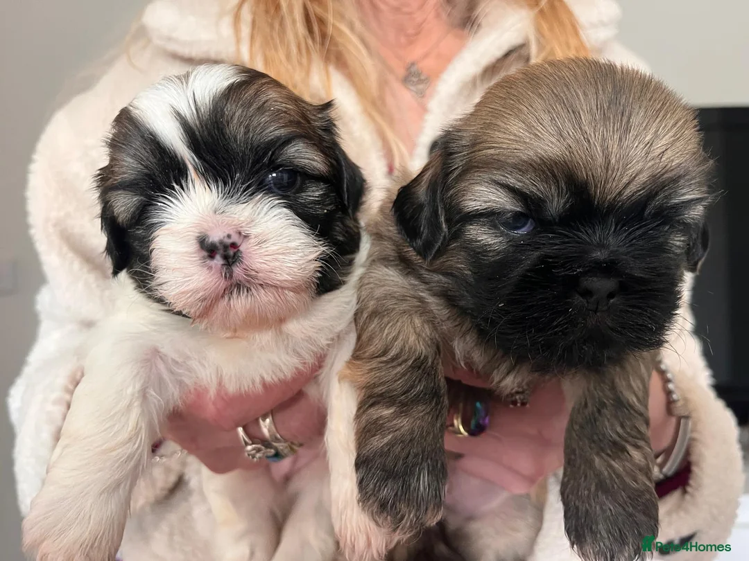 Mixed Breed dogs for sale: Lhasa Apso cross Shih Tzu puppies for sale  - Advert 1
