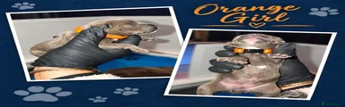 Orange Collar