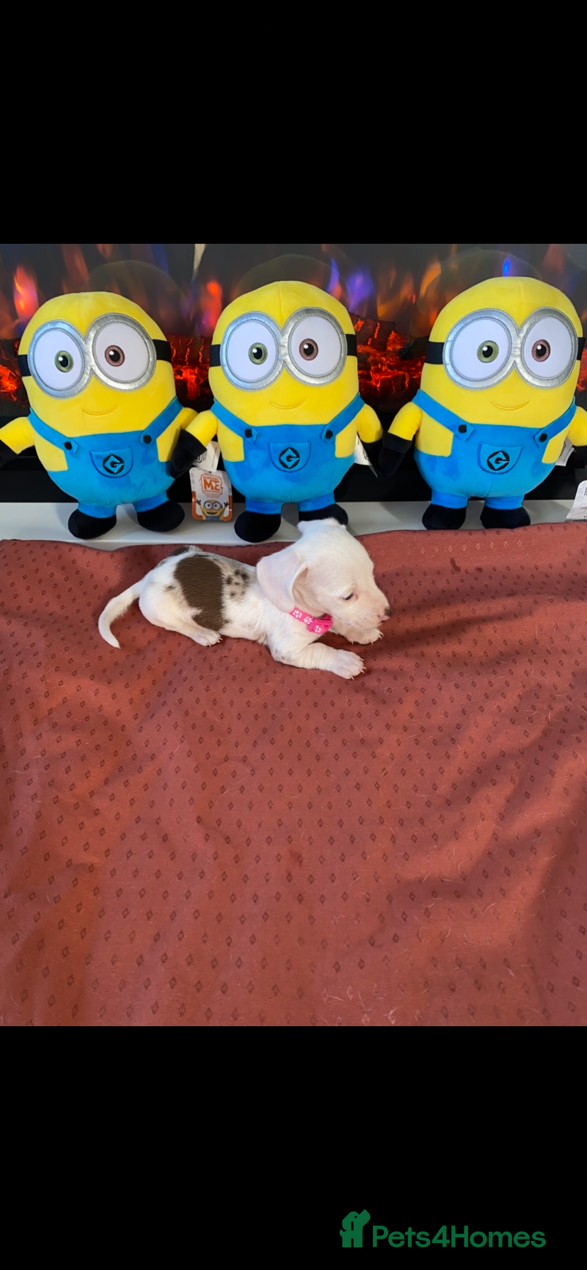 Miniature Dachshund dogs Miniature dachshunds Rare coloured for sale - Advert 3