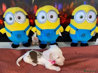 Miniature Dachshund dogs Miniature dachshunds Rare coloured for sale - Advert 3