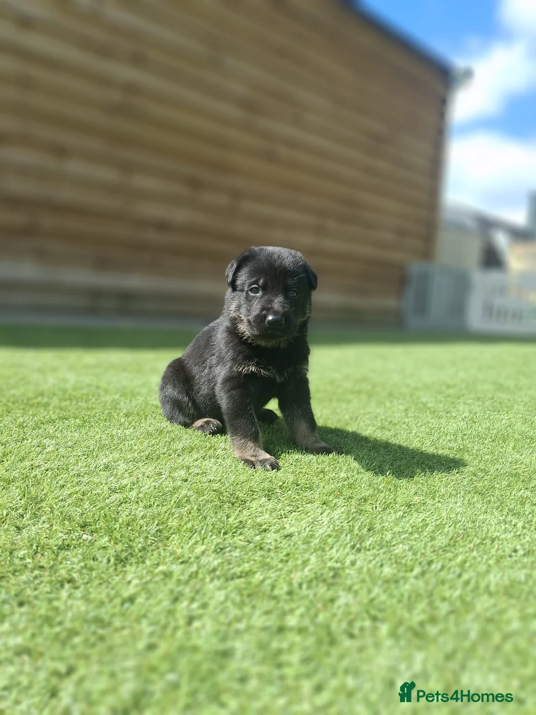 German Shepherd dogs for sale: Outstanding Shepherd working litter - Advert 2