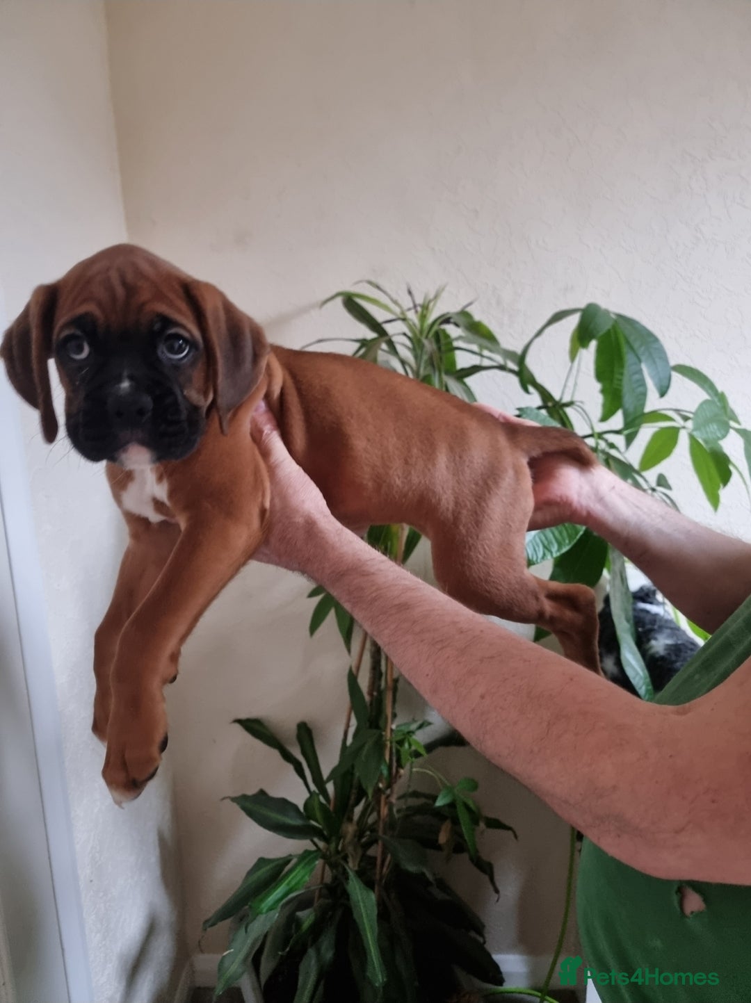 Boxer dogs for sale:   Outstanding  KC Boxer puppies - Advert 25