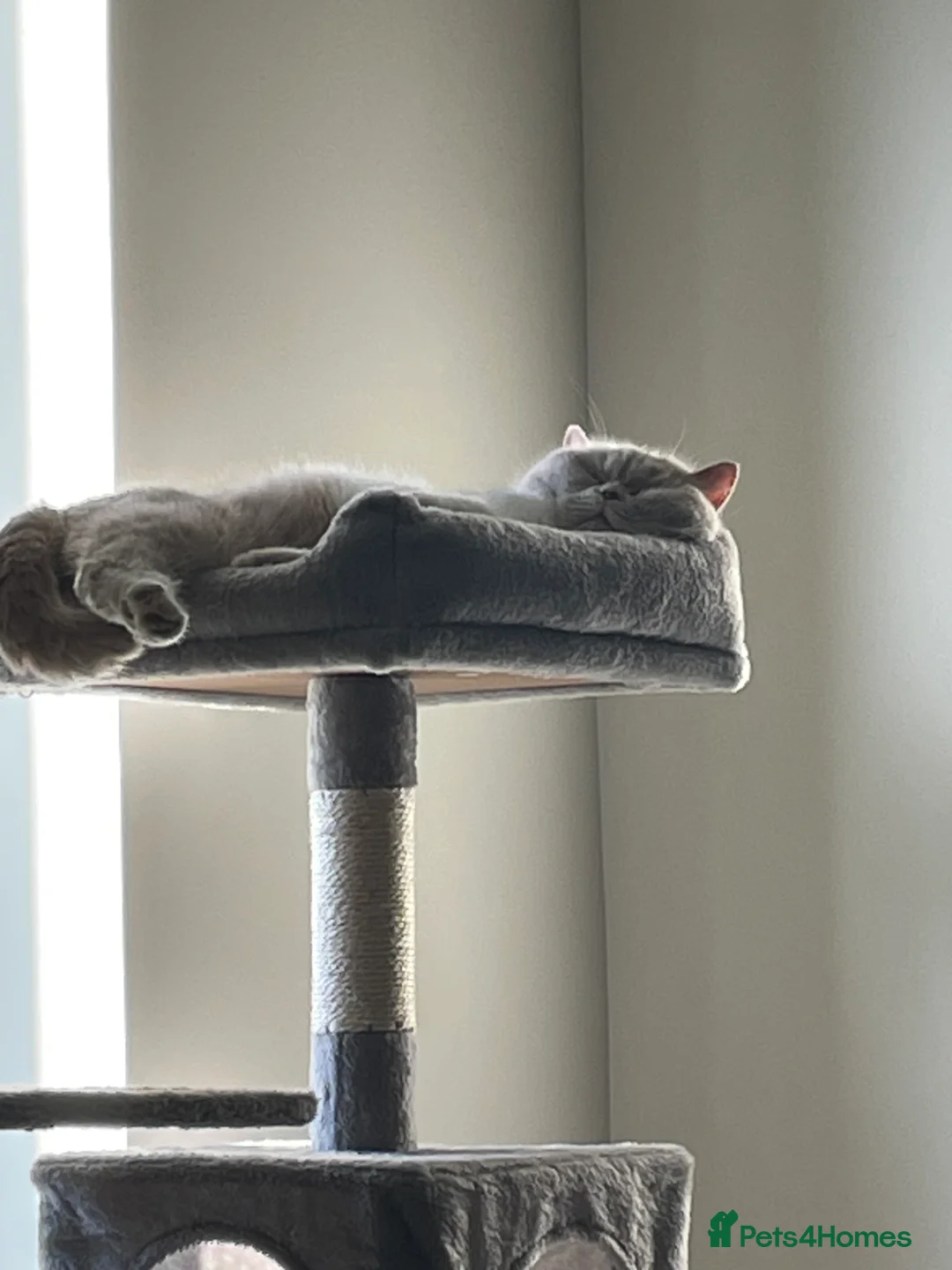 British Shorthair cats for sale: British Shorthair female - Advert 2