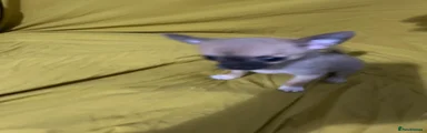 Chihuahua 4