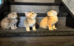 Scottish Fold cats for sale: Pure Scottish kittens in hull - Image 1