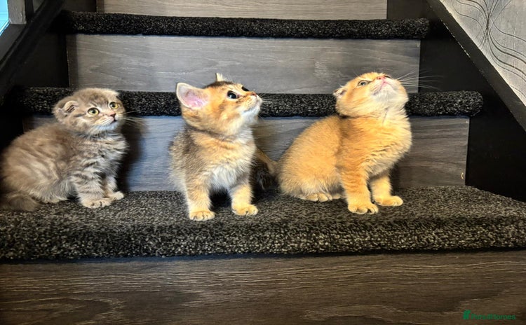 Scottish Fold cats - Advert 1