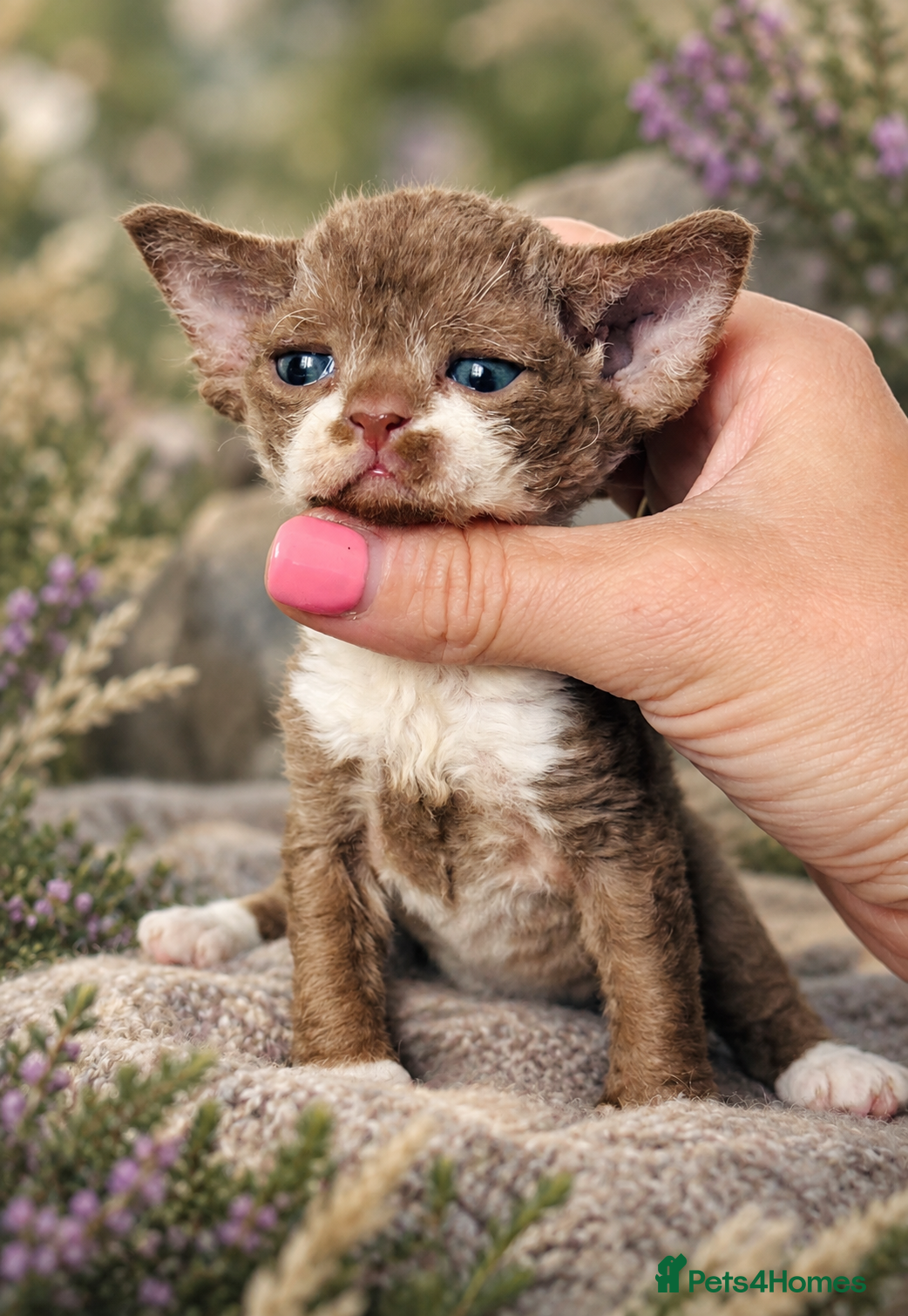 Devon Rex cats GCCF Pedigree Devon Rex Kittens  - Advert 5