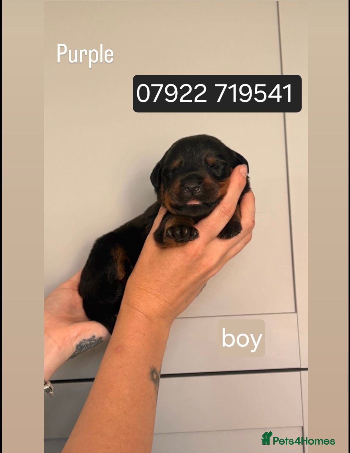 Rottweiler dogs 5 rottweiler puppies looking for forever homes - Advert 1