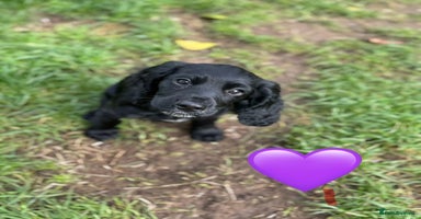 Cocker Spaniel dogs - Advert 11