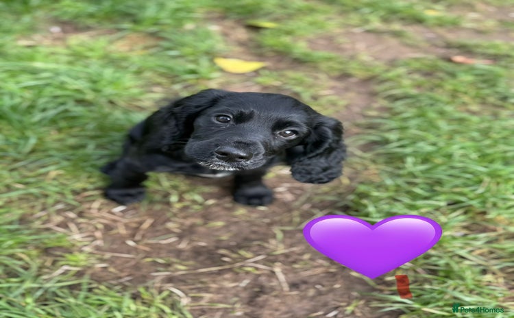 Cocker Spaniel dogs - Advert 9