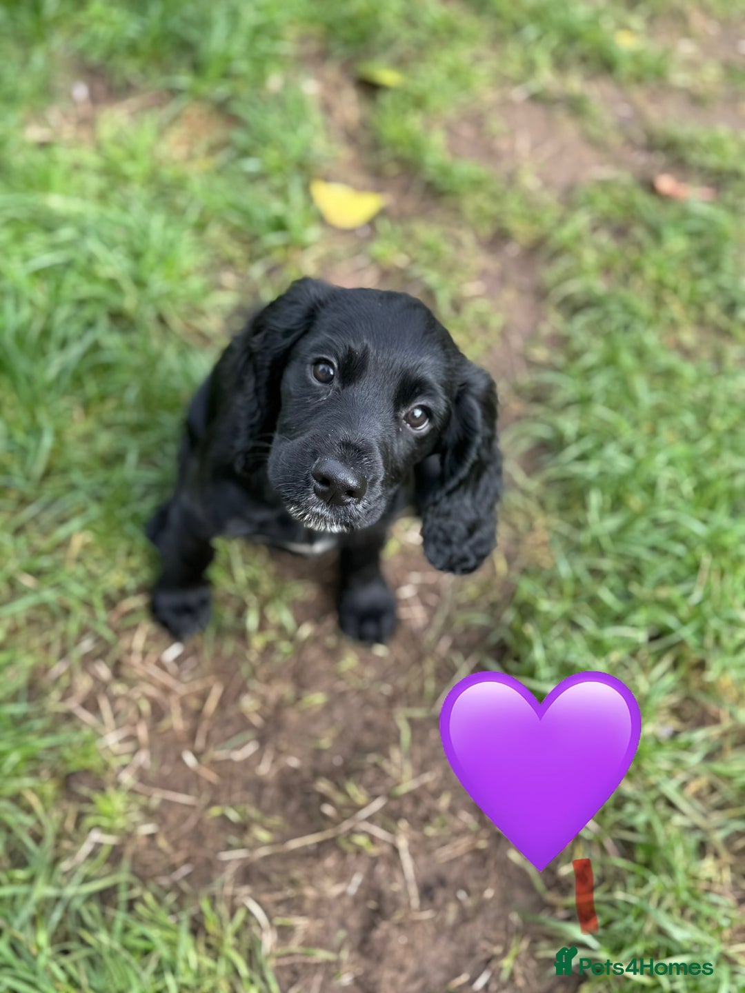 Cocker Spaniel dogs for sale: Cocker Spaniels For Sale - Image 3