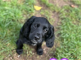 Cocker Spaniel dogs - Advert 26