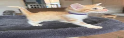 Mixed Breed cats for sale: 6 beautiful ginger kittens  - Advert 10