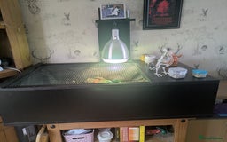Tortoise reptiles for sale: Horsfield Tortoise 5yrs old male  - Image 6