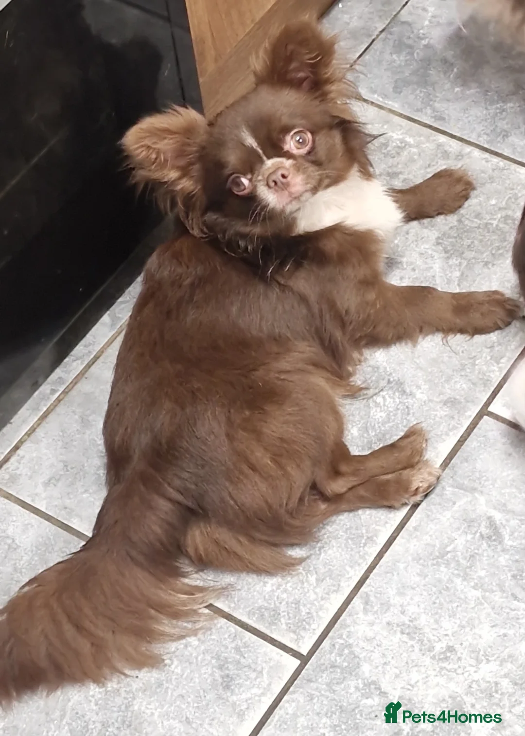 Chihuahua dogs for stud: Chihuahua Chocolate longhaired Stud  in Romford - Advert 14