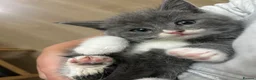 British Shorthair cats for sale: 7 British Shorthair Kittens for sale - Advert 3
