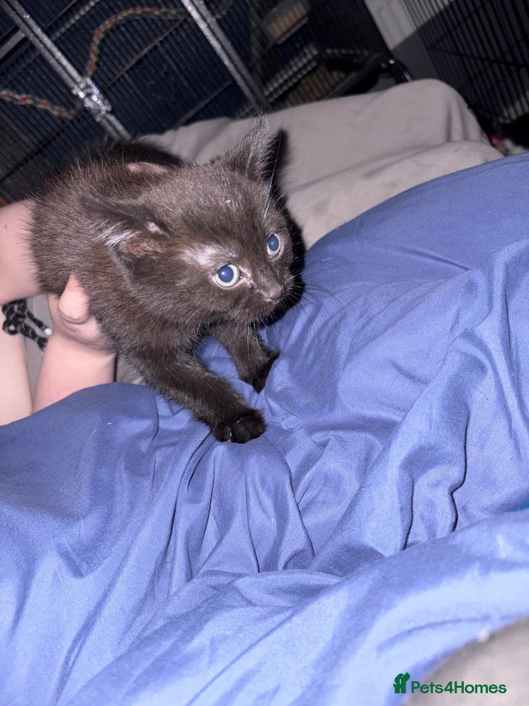 Mixed Breed cats for sale: Kittens for sale  - Advert 2