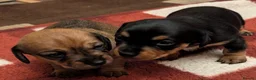 Mixed Breed dogs for sale: Adorable 3/4 Dachshund and 1/4 Chihuahua Chiweenie in Portsmouth - Advert 4
