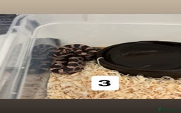 Corn Snake reptiles for sale: Baby corn snakes - Image 1