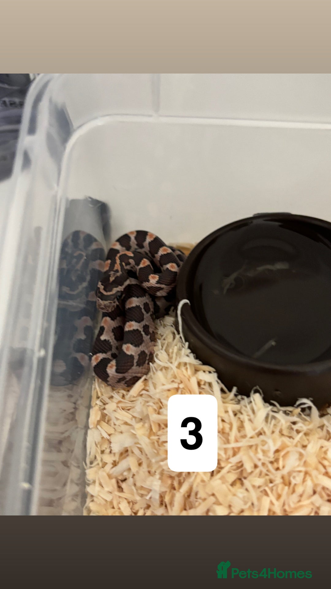 Corn Snake reptiles for sale: Baby corn snakes - Image 1