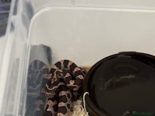 Corn Snake reptiles - Advert 2