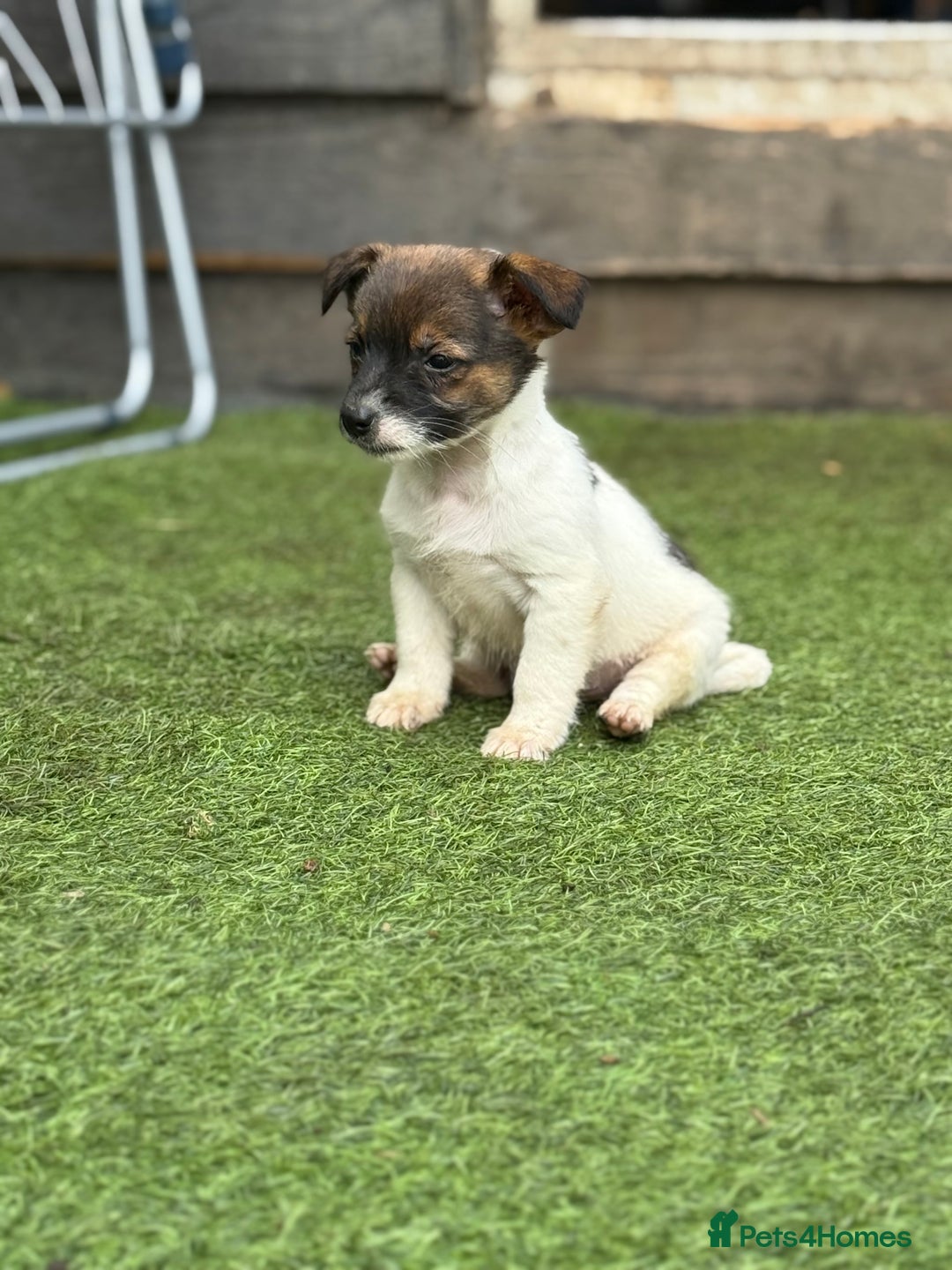 Jack Russell dogs for sale: The cutest little Jack Russel pups ❤️ - Image 20