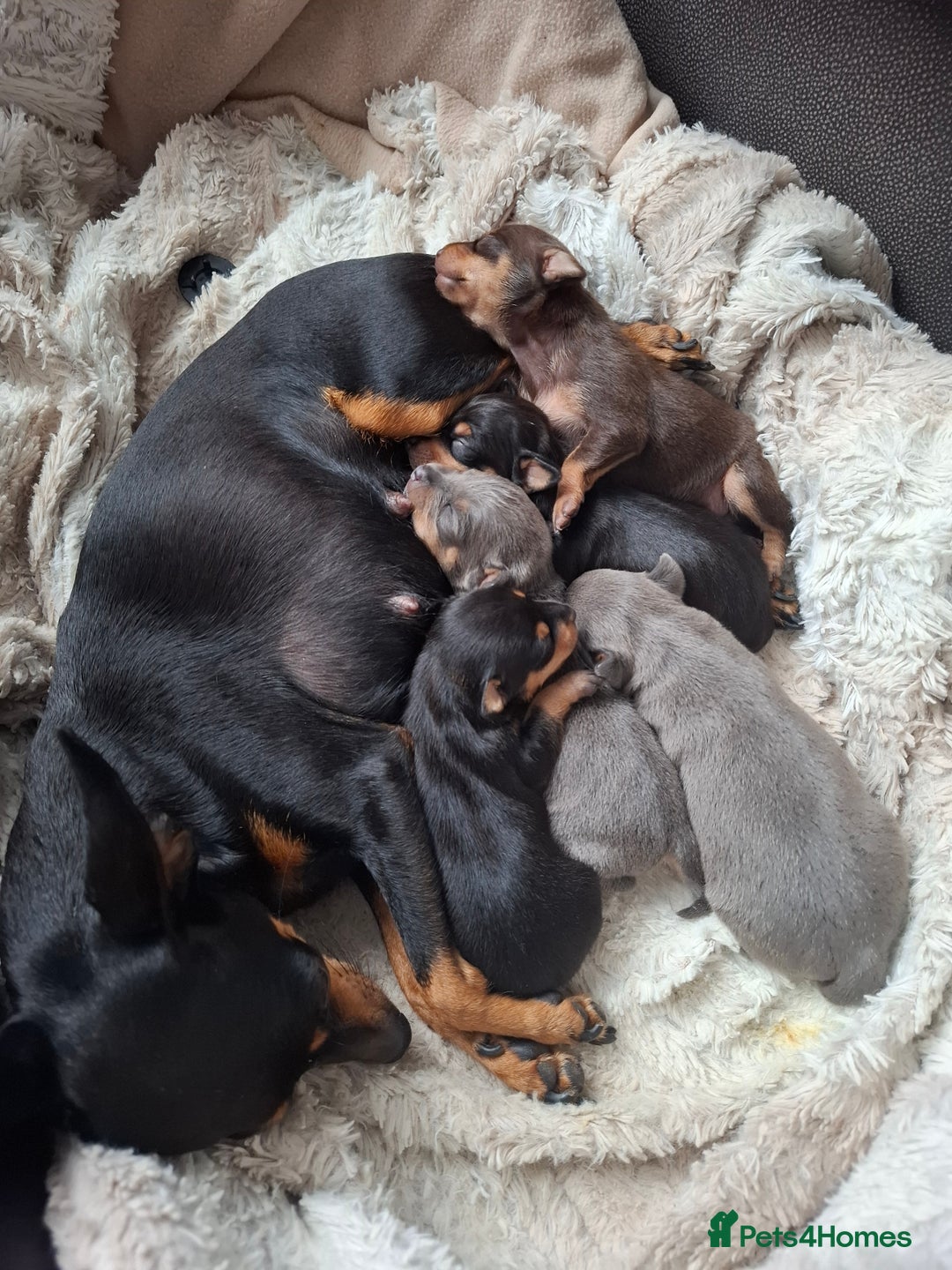 Mixed Breed dogs for sale: Hurry up - Only boy left - Image 6