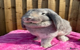 French Lop rabbits for sale: mum and daughter duo  - Image 1