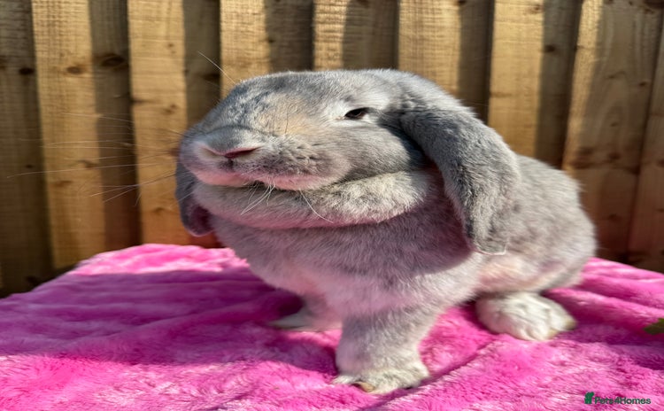 French Lop rabbits - Advert 12