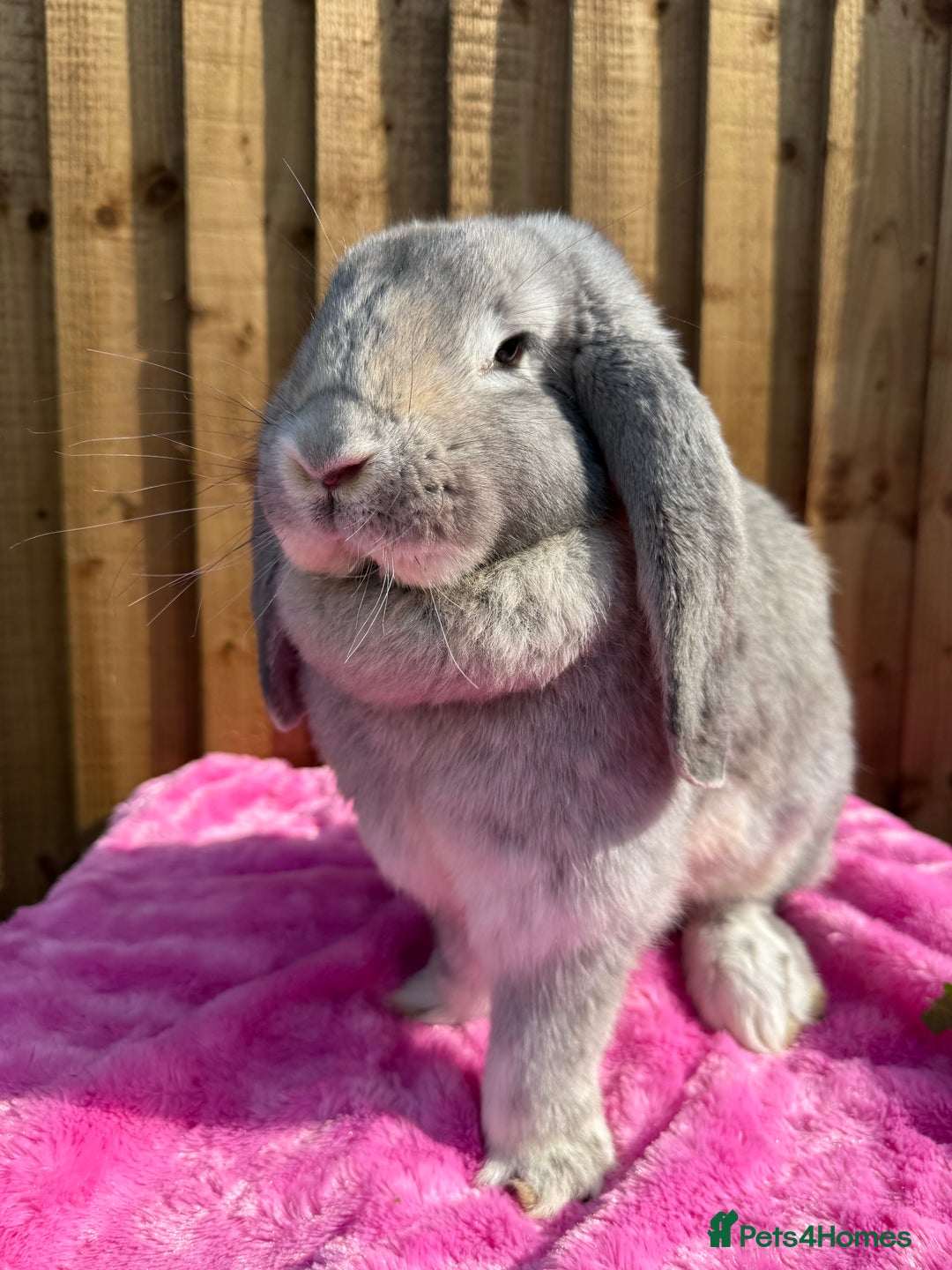 French Lop rabbits for sale: mum and daughter duo  - Image 1