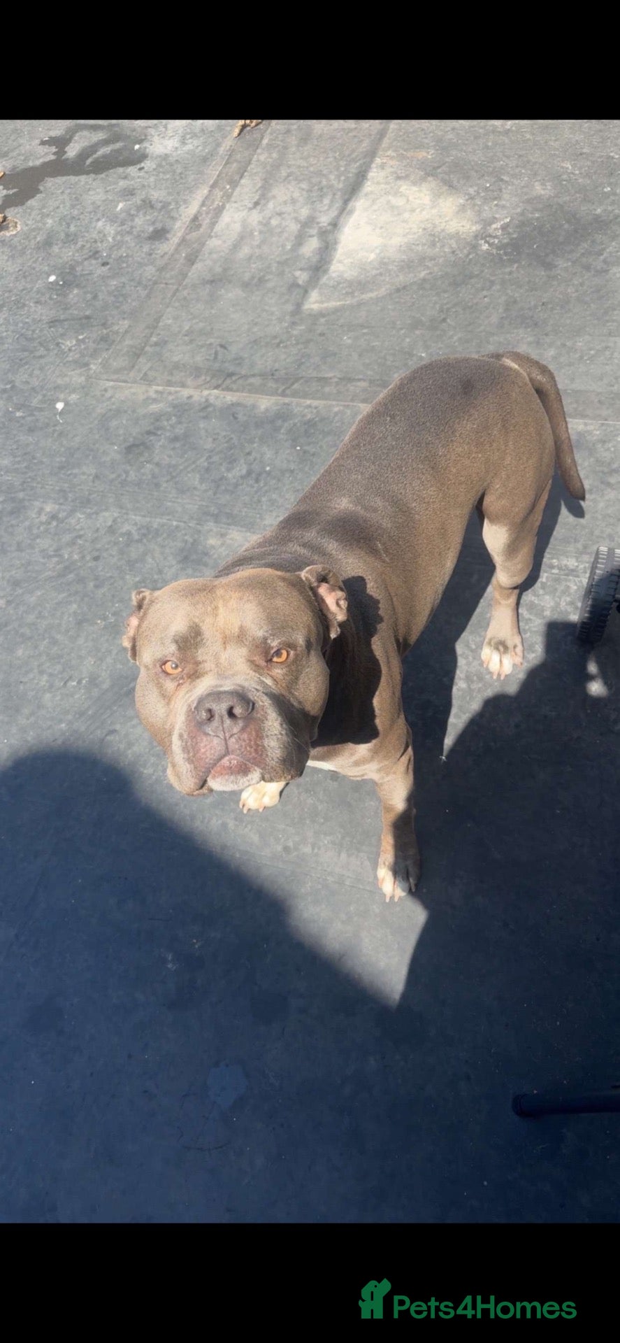 Staffordshire Bull Terrier dogs 💙 Tyson the American bully 💙 - Advert 3