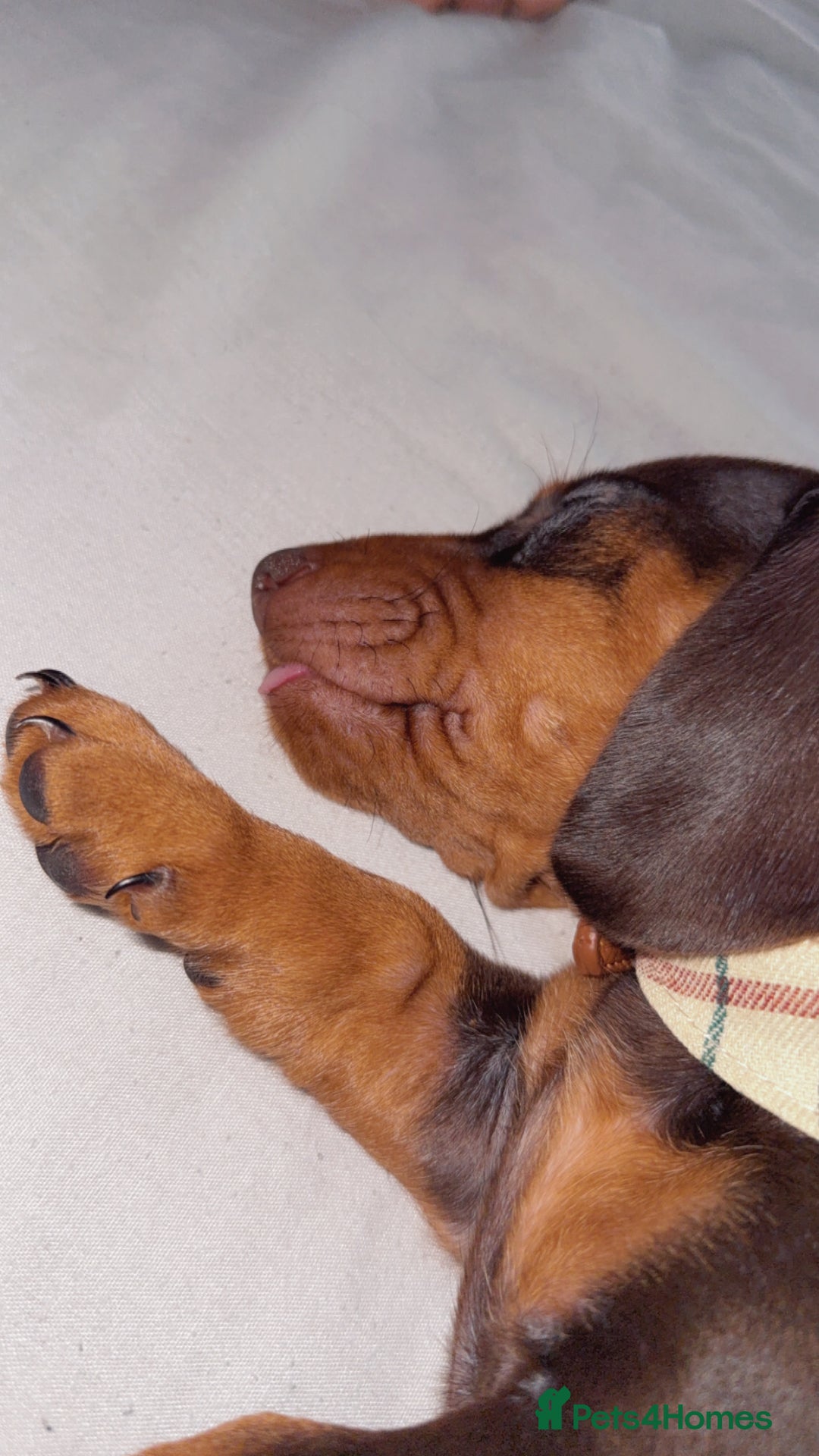 Miniature Dachshund dogs for sale: Dashhound puppy - Image 5