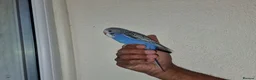 Budgerigars birds for sale: Super silly hand tamed baby budgies  - Advert 5
