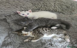 British Longhair cats for sale: 🐾 ADORABLE KITTENS FOR SALE 🐾 - Image 2
